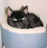 Bella is a VERY old gal.  Horrible humans called her "Pitiful" & threw her away.  