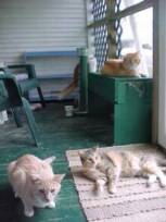Cats sunning in front  porch.