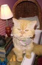 PUFF, 12 yr old Persian--human chose a new boyfriend over this adorable old mancat!