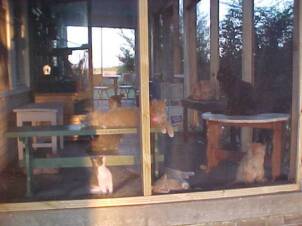 Cats enjoying NEW screened in porch donated & build by Jim Gehringer & Chuck O'Kelly.  OH PURR! 